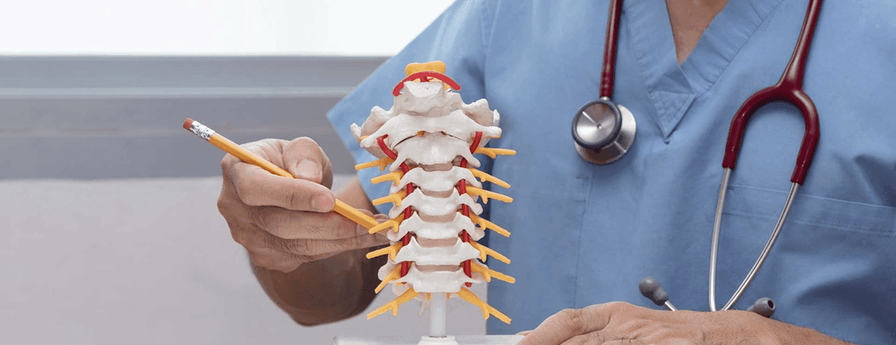 Doctor in scrubs examines a spinal model with a pencil in hand.