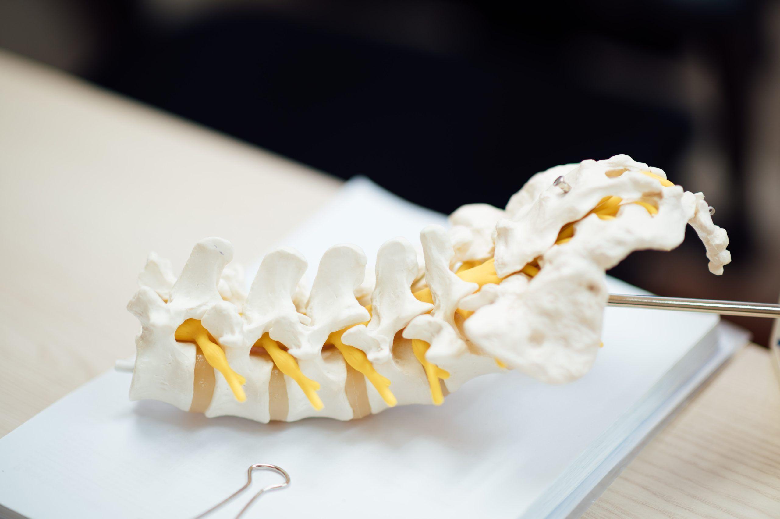 Close-up of a spinal model with yellow discs on a desk.