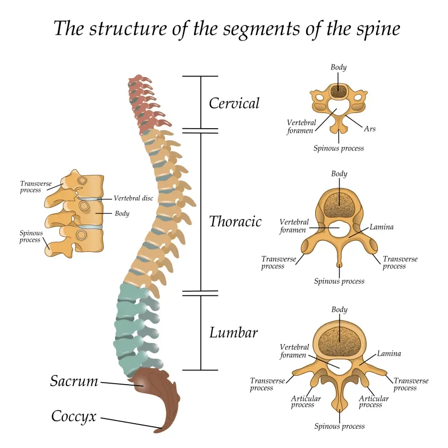 Illustration of human spine anatomy with labels for cervical, thoracic, lumbar, sacrum, and coccyx segments