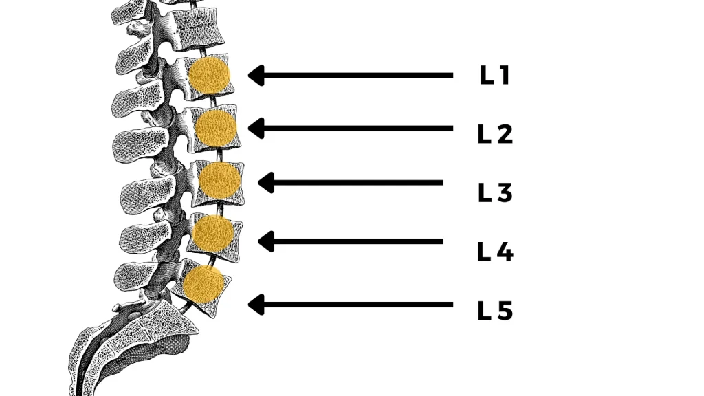 Illustration of the lumbar spine showing vertebrae levels L1 through L5 with highlighted discs.