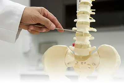 A healthcare professional examining a spinal model in a lab.