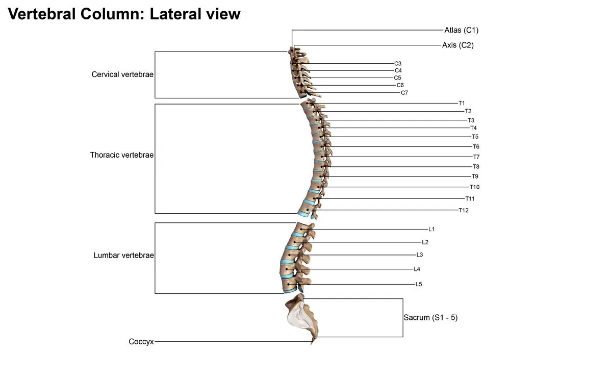 Vertebral column with labels