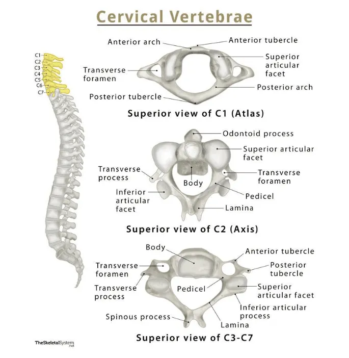 the-anatomy-of-the-cervical-vertebrae1.png