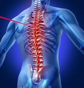 See through image of a human spine