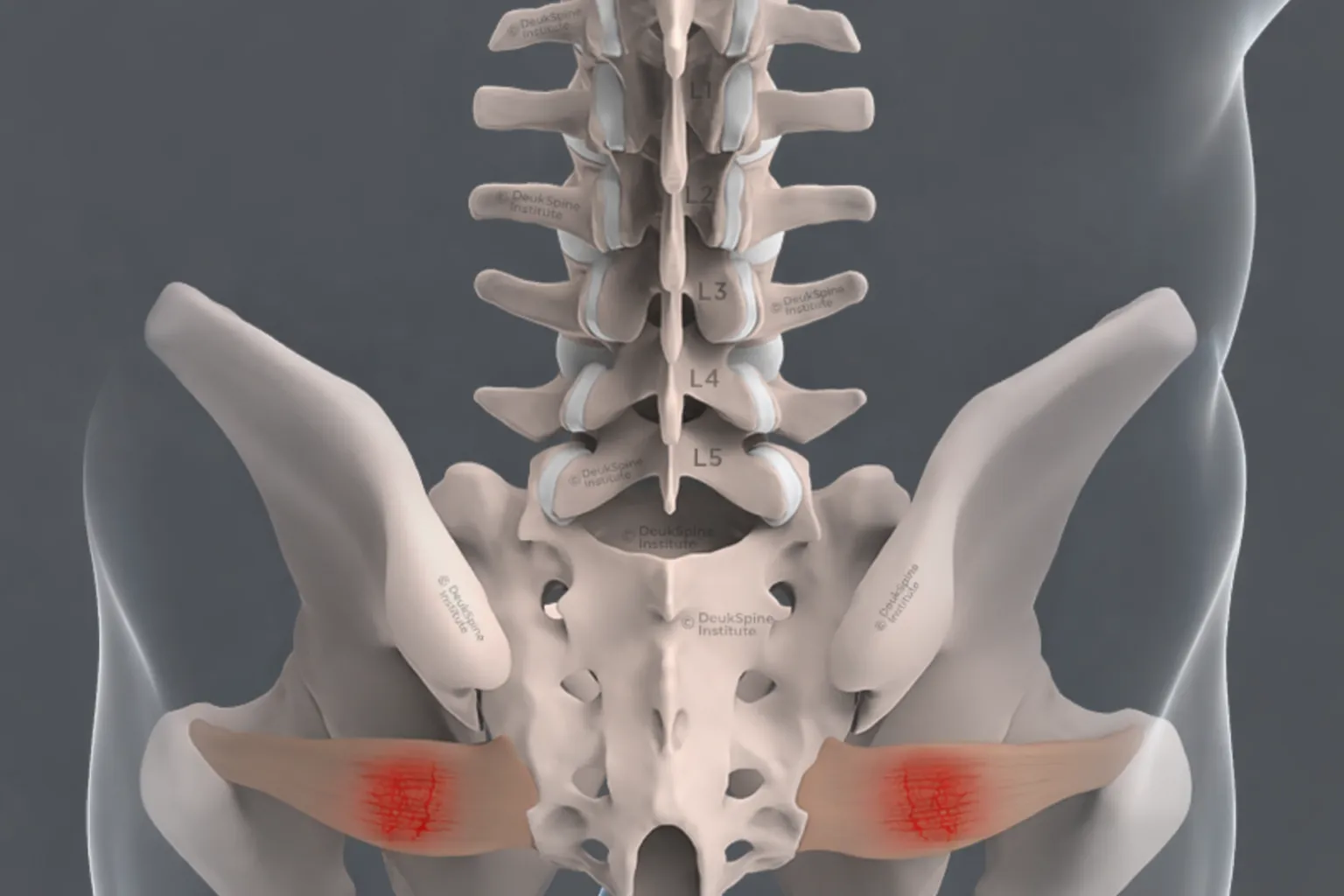 Piriformis muscle anatomy illustration