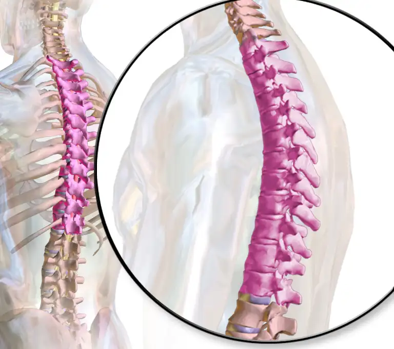 Illustration of a human spine highlighting the thoracic region in pink with a magnified inset.