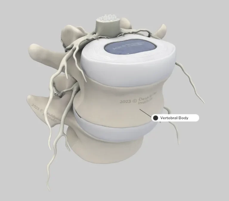 A labeled 3D model of a vertebra with surrounding nerves.