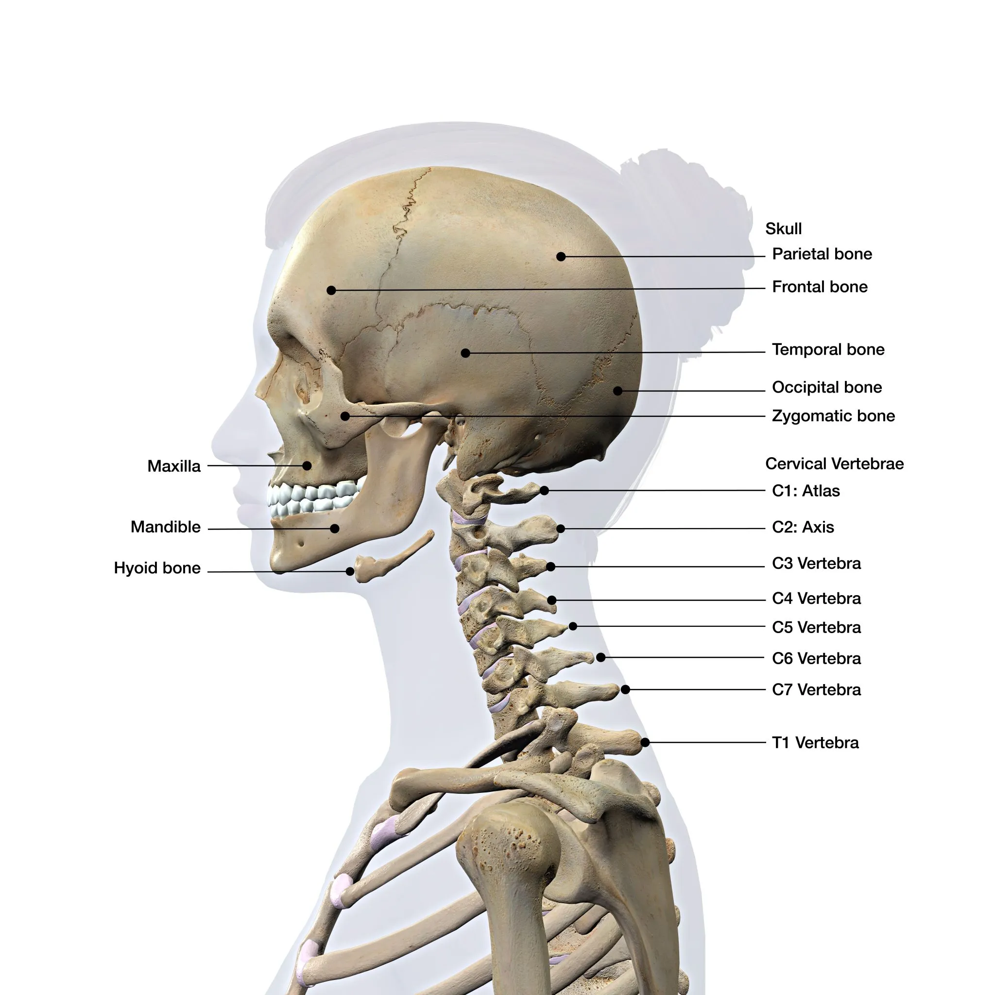 C Spine Labeed Side View.jpeg