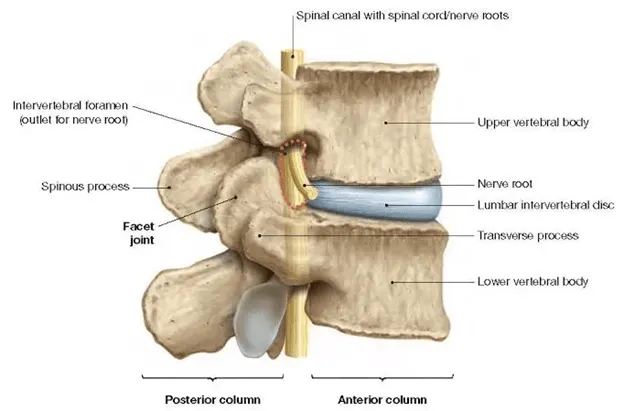 image displaying the l4 - l5 herniated disks