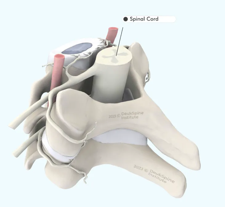 D model of a spinal segment highlighting the spinal cord and surrounding structures.