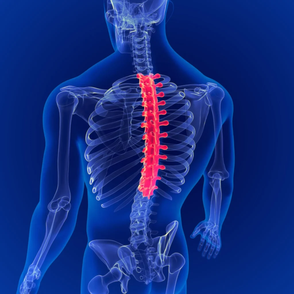 Transparent human torso showing highlighted red spine on a blue background.
