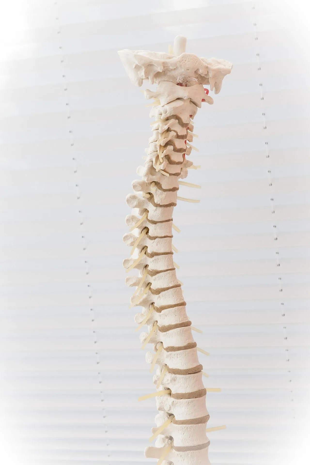 Curvy bone spinal column. 