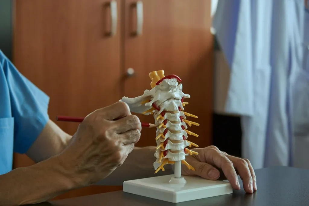 Person examining a spine model with a pointer.