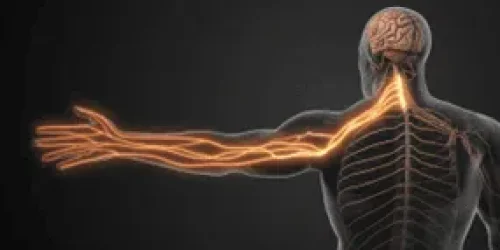 muted x-ray image of nerve connection from hand to neck