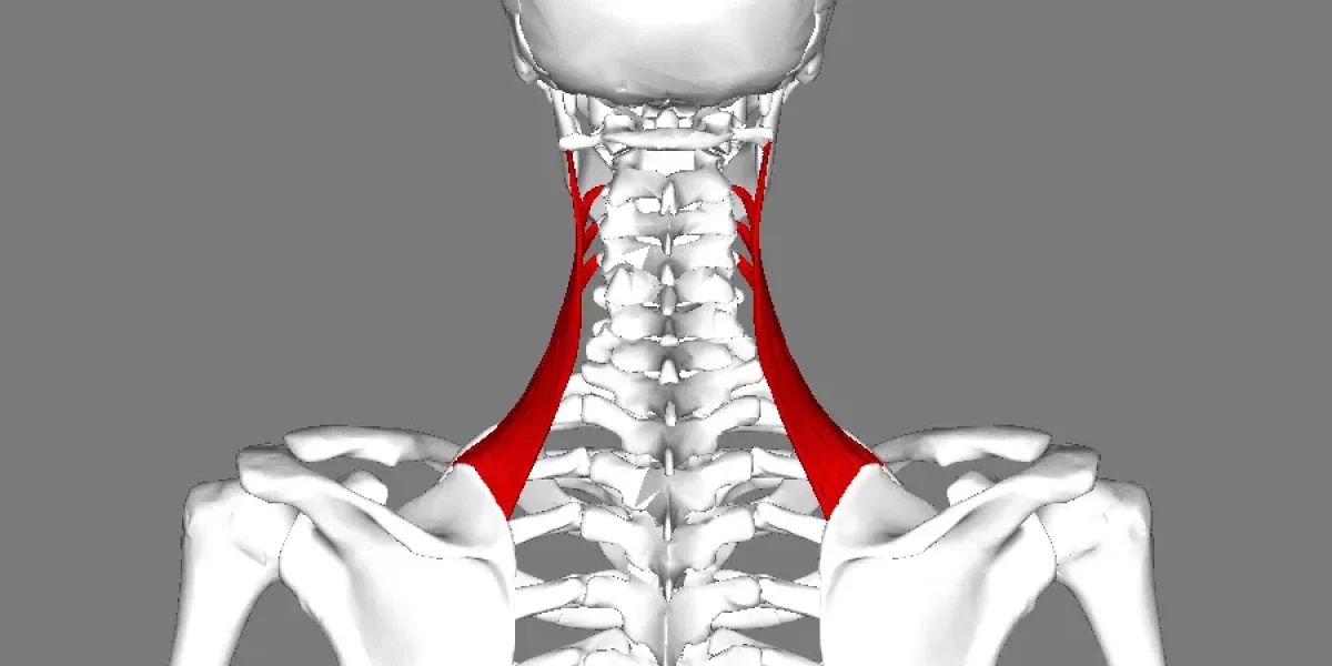 3D model of human skeleton highlighting levator scapulae muscles in red.