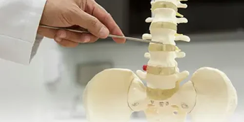 A healthcare professional examining a spinal model in a lab.